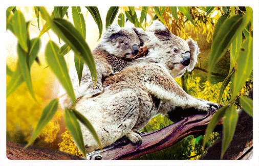 wb3d-101-0012-koala-nursing-joey