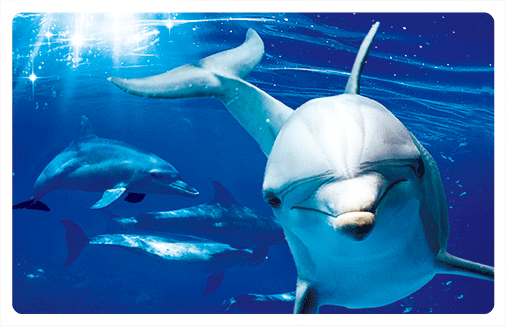 wb3d-101-0021-bottlenose-dolphins