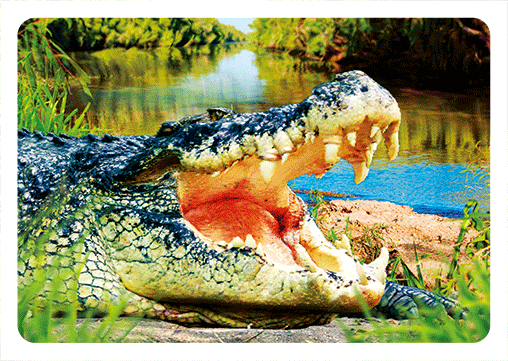 wb3d-102-0022-australian-crocodiles