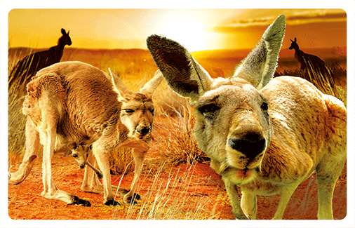 wb3d-103-0009-red-kangaroos