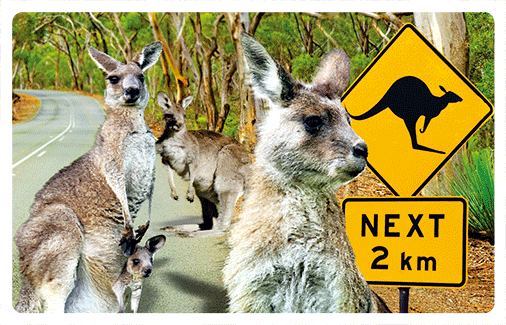 wb3d-103-0014-kangaroo-crossing
