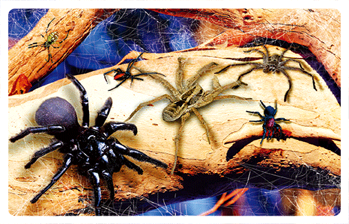 wb3d-103-0019-spiders