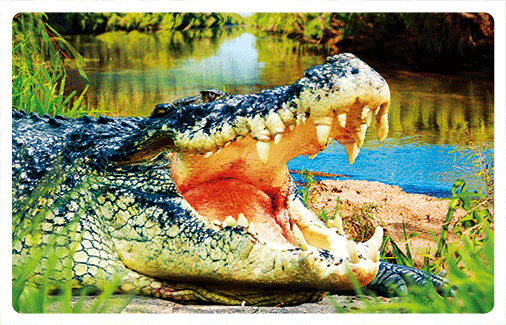 wb3d-103-0022-australian-crocodiles