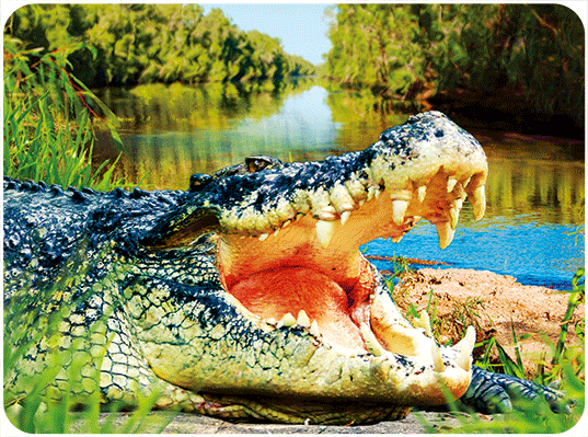 wb3d-106-0022-australian-crocodiles