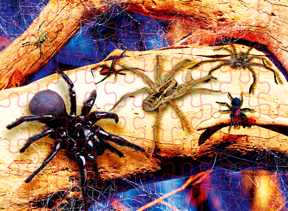 WB3D-109-0019 SPIDERS